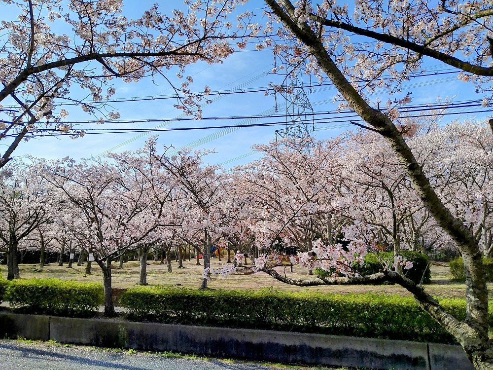 さくらの森公園