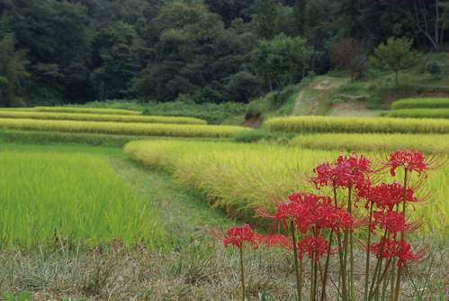 雑郷の棚田