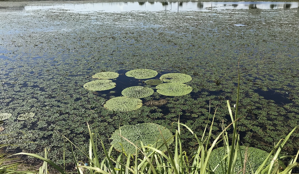 ため池のオニバス(小さい水草はヒシ）